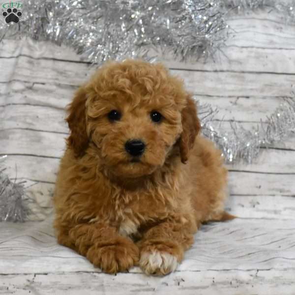 Snowflake, Mini Goldendoodle Puppy